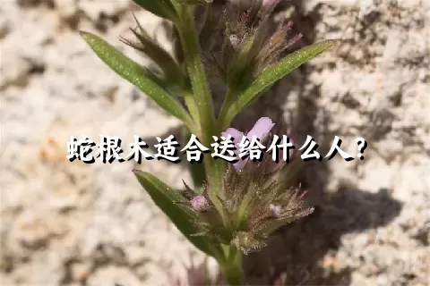 蛇根木适合送给什么人？
