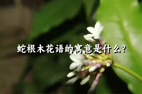 蛇根木花语的寓意是什么？