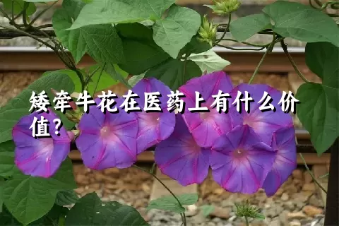 矮牵牛花在医药上有什么价值？