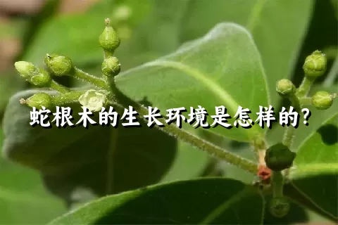 蛇根木的生长环境是怎样的？