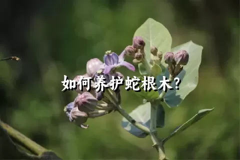 如何养护蛇根木？