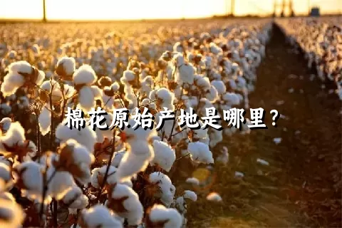 棉花原始产地是哪里？