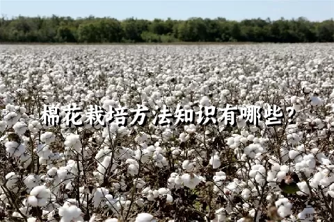 棉花栽培方法知识有哪些？