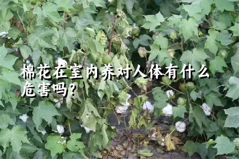 棉花在室内养对人体有什么危害吗？
