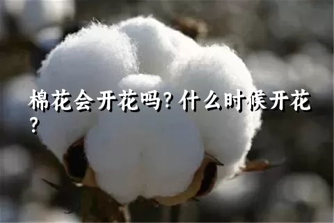 棉花会开花吗？什么时候开花？