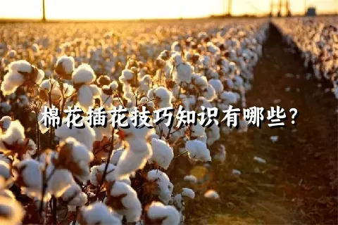 棉花插花技巧知识有哪些？