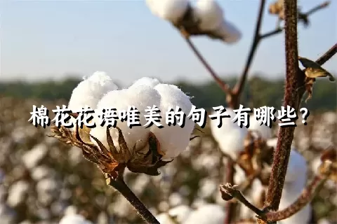 棉花花语唯美的句子有哪些？