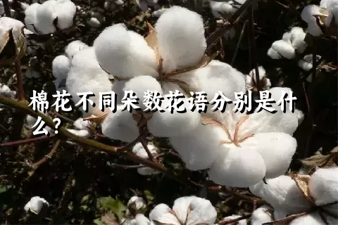 棉花不同朵数花语分别是什么？