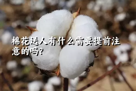 棉花送人有什么需要提前注意的吗？