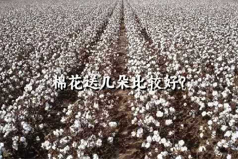 棉花送几朵比较好？