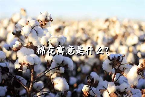 棉花寓意是什么？