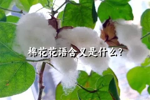 棉花花语含义是什么？