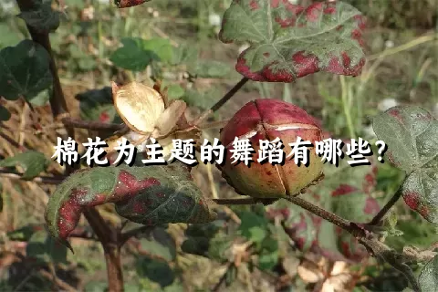 棉花为主题的舞蹈有哪些？