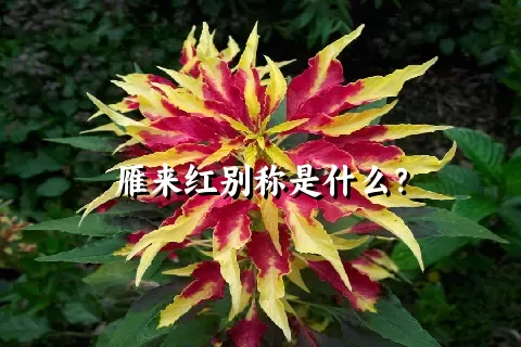 雁来红别称是什么？