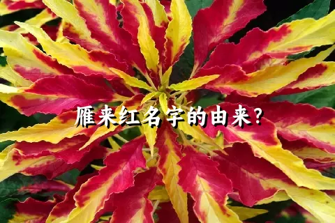 雁来红名字的由来？