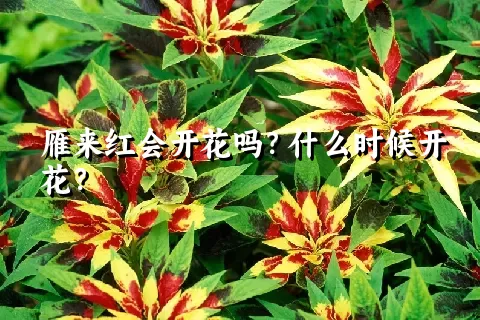 雁来红会开花吗？什么时候开花？