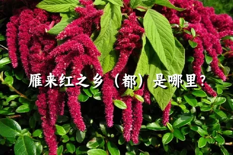 雁来红之乡（都）是哪里？