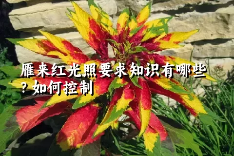 雁来红光照要求知识有哪些？如何控制