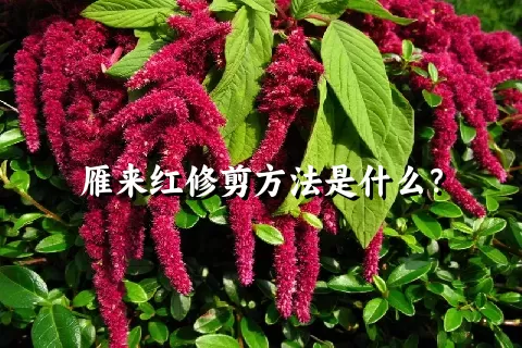 雁来红修剪方法是什么？