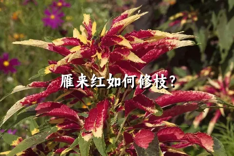 雁来红如何修枝？