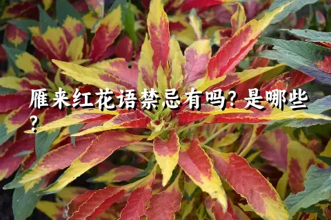 雁来红花语禁忌有吗？是哪些？