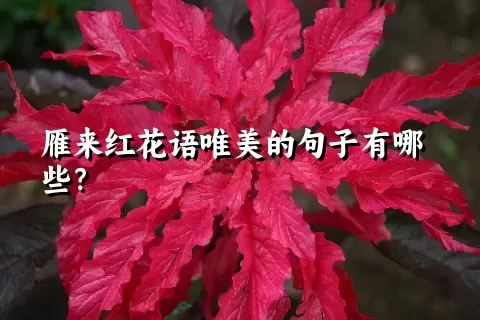 雁来红花语唯美的句子有哪些？
