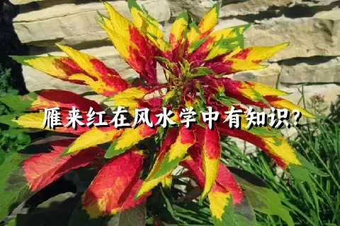 雁来红在风水学中有知识？