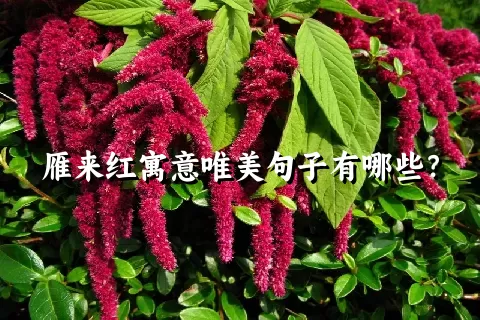 雁来红寓意唯美句子有哪些？