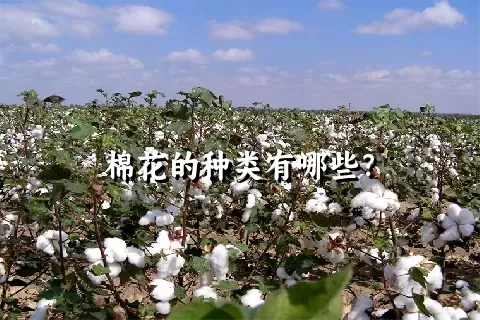 棉花的种类有哪些？