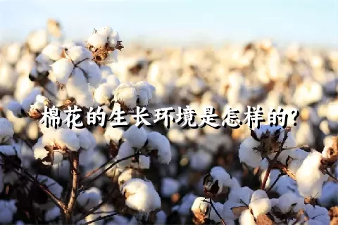 棉花的生长环境是怎样的？