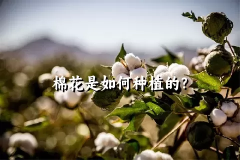 棉花是如何种植的？