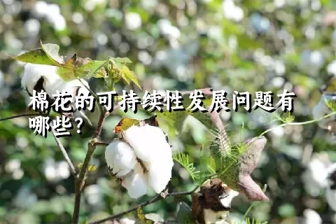 棉花的可持续性发展问题有哪些？