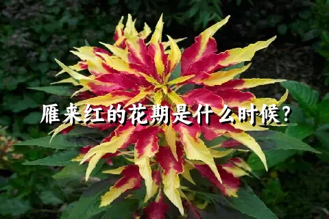 雁来红的花期是什么时候？