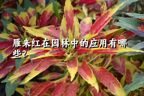 雁来红在园林中的应用有哪些？