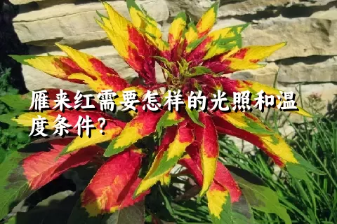雁来红需要怎样的光照和温度条件？