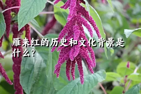 雁来红的历史和文化背景是什么？