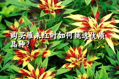 购买雁来红时如何挑选优质品种？