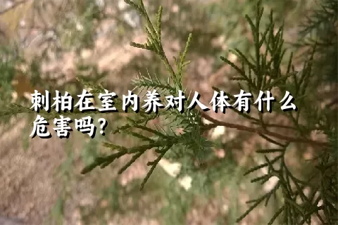 刺柏在室内养对人体有什么危害吗？