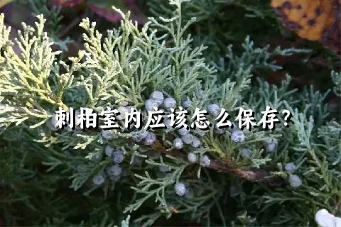 刺柏室内应该怎么保存？