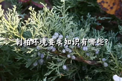 刺柏环境要求知识有哪些？