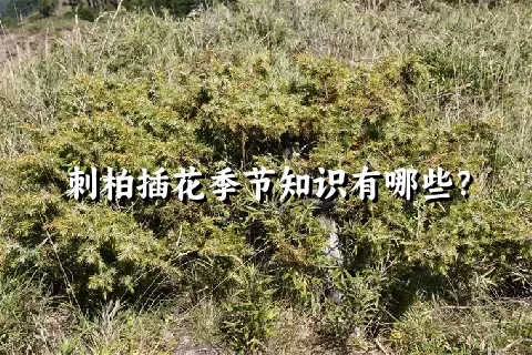 刺柏插花季节知识有哪些？