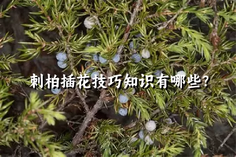 刺柏插花技巧知识有哪些？
