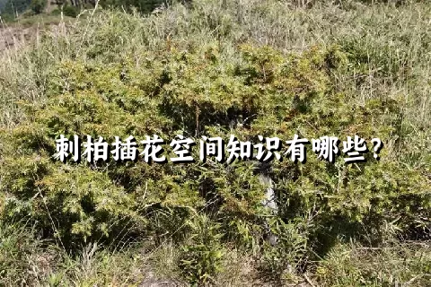 刺柏插花空间知识有哪些？