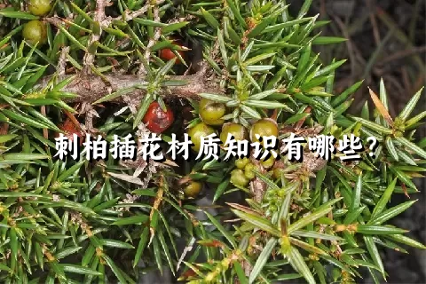 刺柏插花材质知识有哪些？