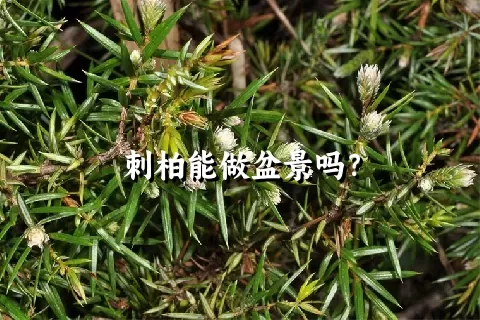 刺柏能做盆景吗？