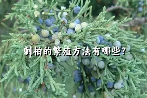 刺柏的繁殖方法有哪些？