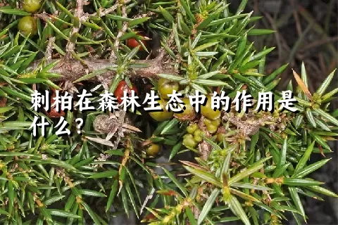 刺柏在森林生态中的作用是什么？