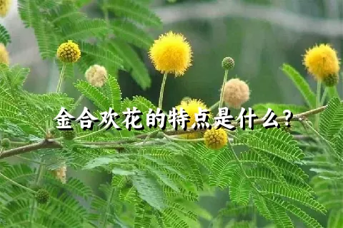 金合欢花的特点是什么？
