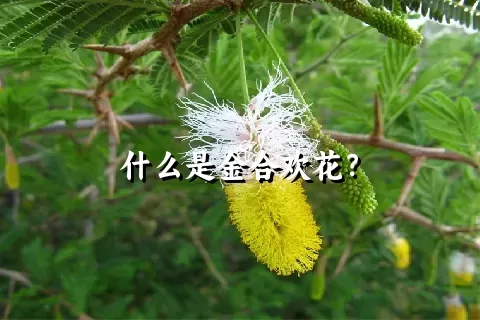 什么是金合欢花？