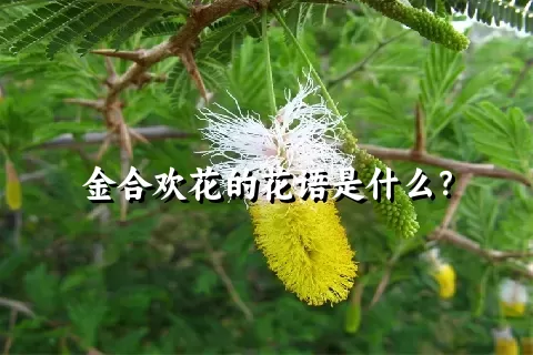 金合欢花的花语是什么？